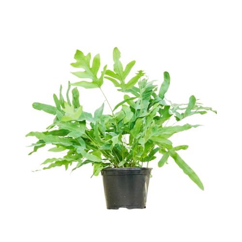 Blue Star Fern