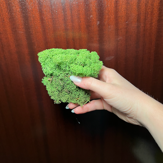 Reindeer Moss | Clover Moss | Preserved Moss