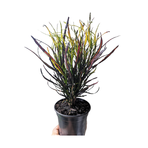 Croton Picasso Paintbrush