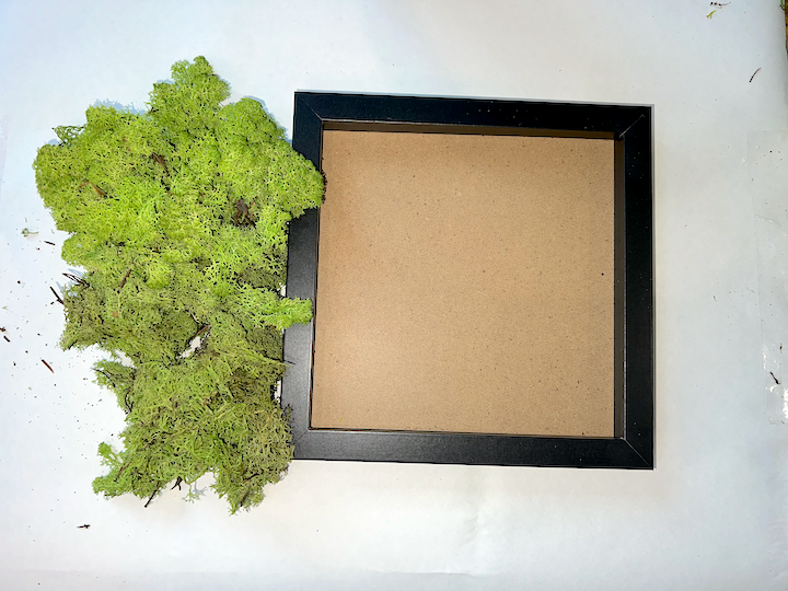 DIY Moss Art Kit | DIY Kit | Moss Art