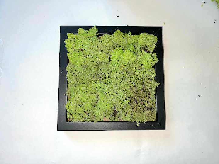 DIY Moss Art Kit | DIY Kit | Moss Art