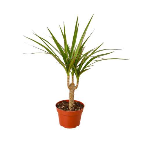 Dracaena Marginata Cane