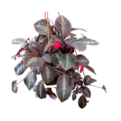 Episcia