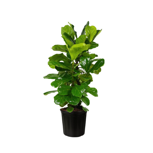 Fiddle Leaf Fig