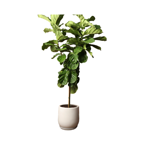 Fiddle Leaf Fig