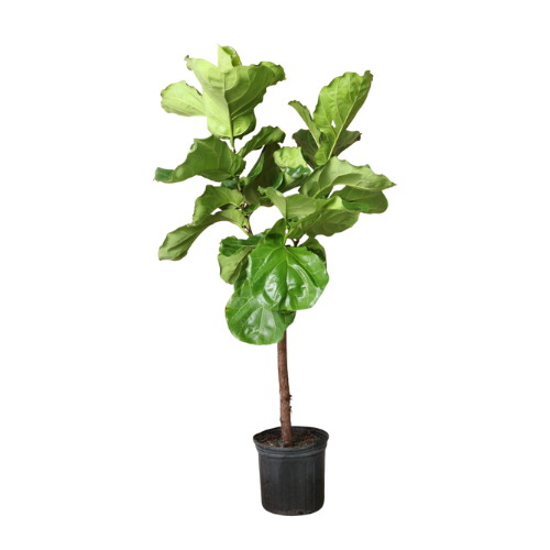 Fiddle Leaf Fig