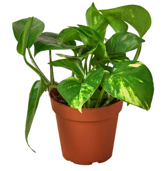 Golden Pothos