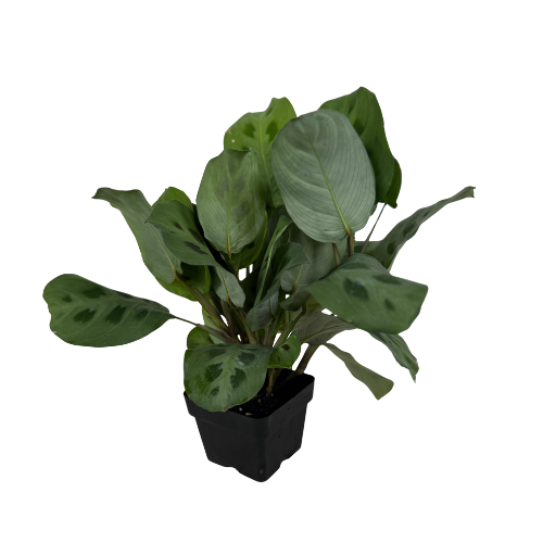 Green Maranta