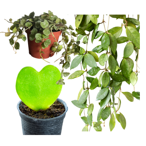 Hoya Assortment