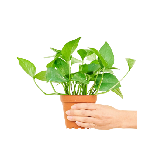 Jade Pothos
