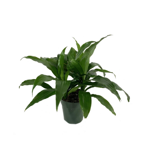 Dracaena