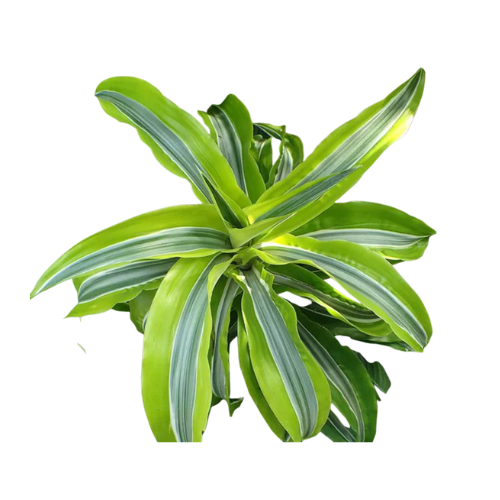 Dracaena