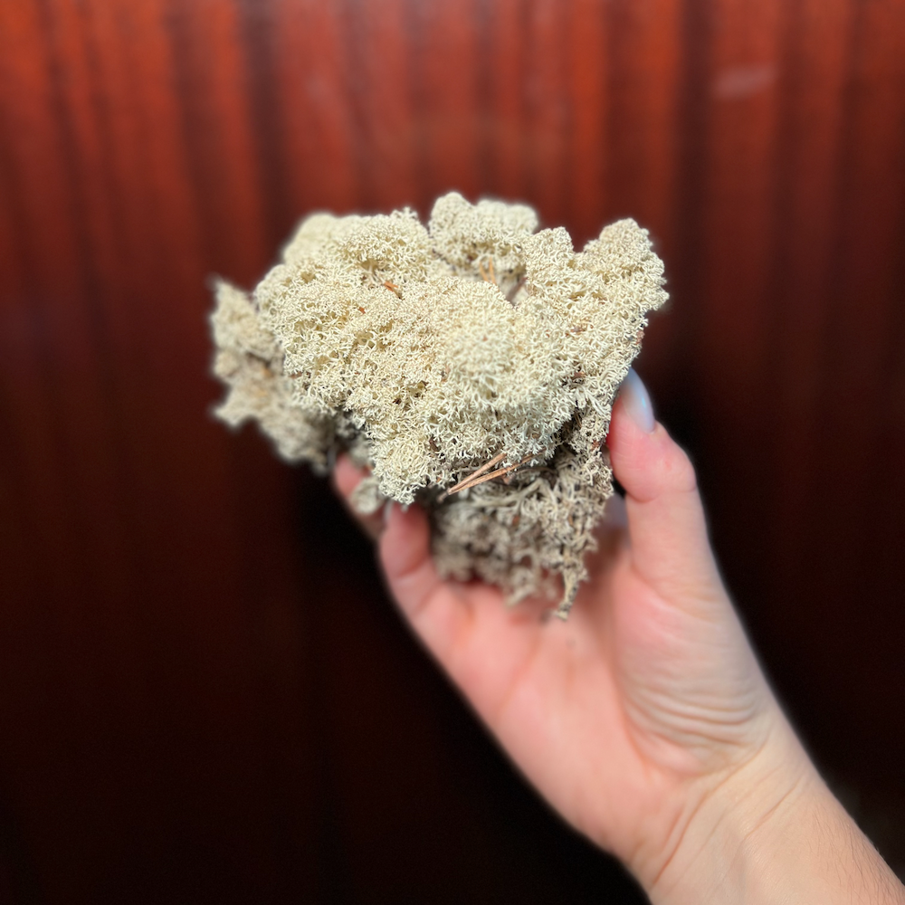 Reindeer Moss | Natural Moss | Preserved Moss