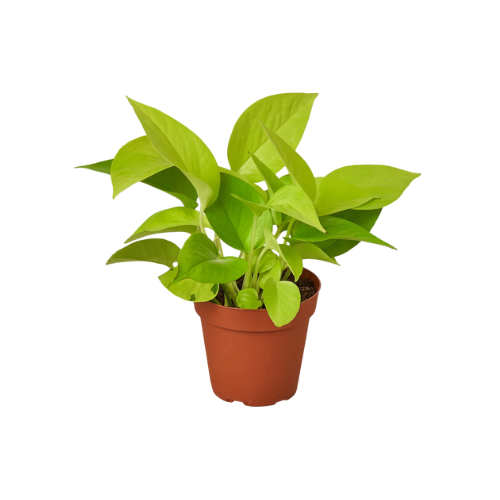 Neon Pothos | Indoor House Plant