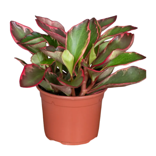 Peperomia Ginny