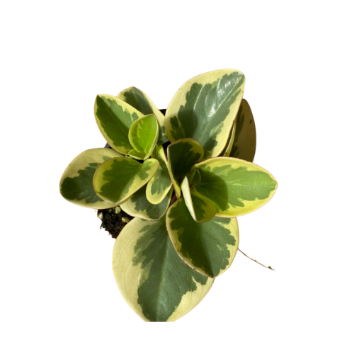 Peperomia Marble