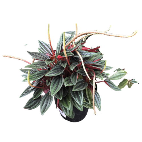 Peperomia Rosso