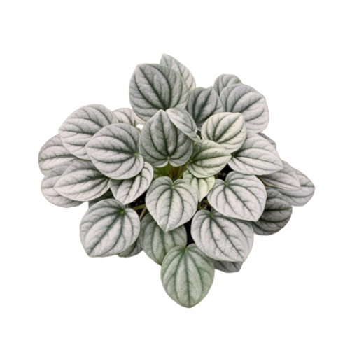Pepromia "Frost"