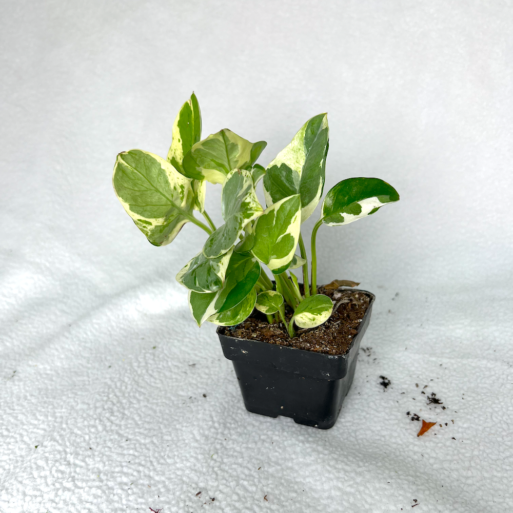 Pothos | 3" House Plant | Indoor House Plant