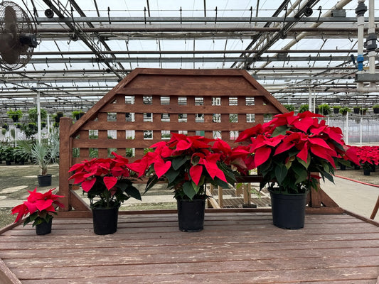 Red Poinsettia | Holiday Plants | Christmas Plants