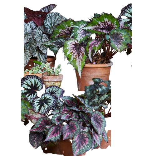 Rex Begonia