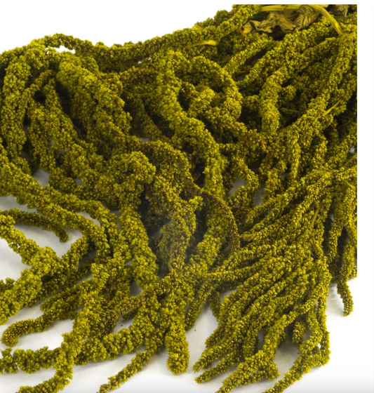 Amaranthus