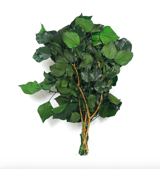 Ivy