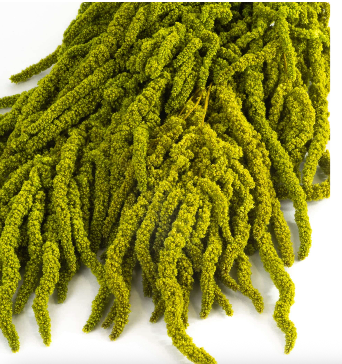 Amaranthus