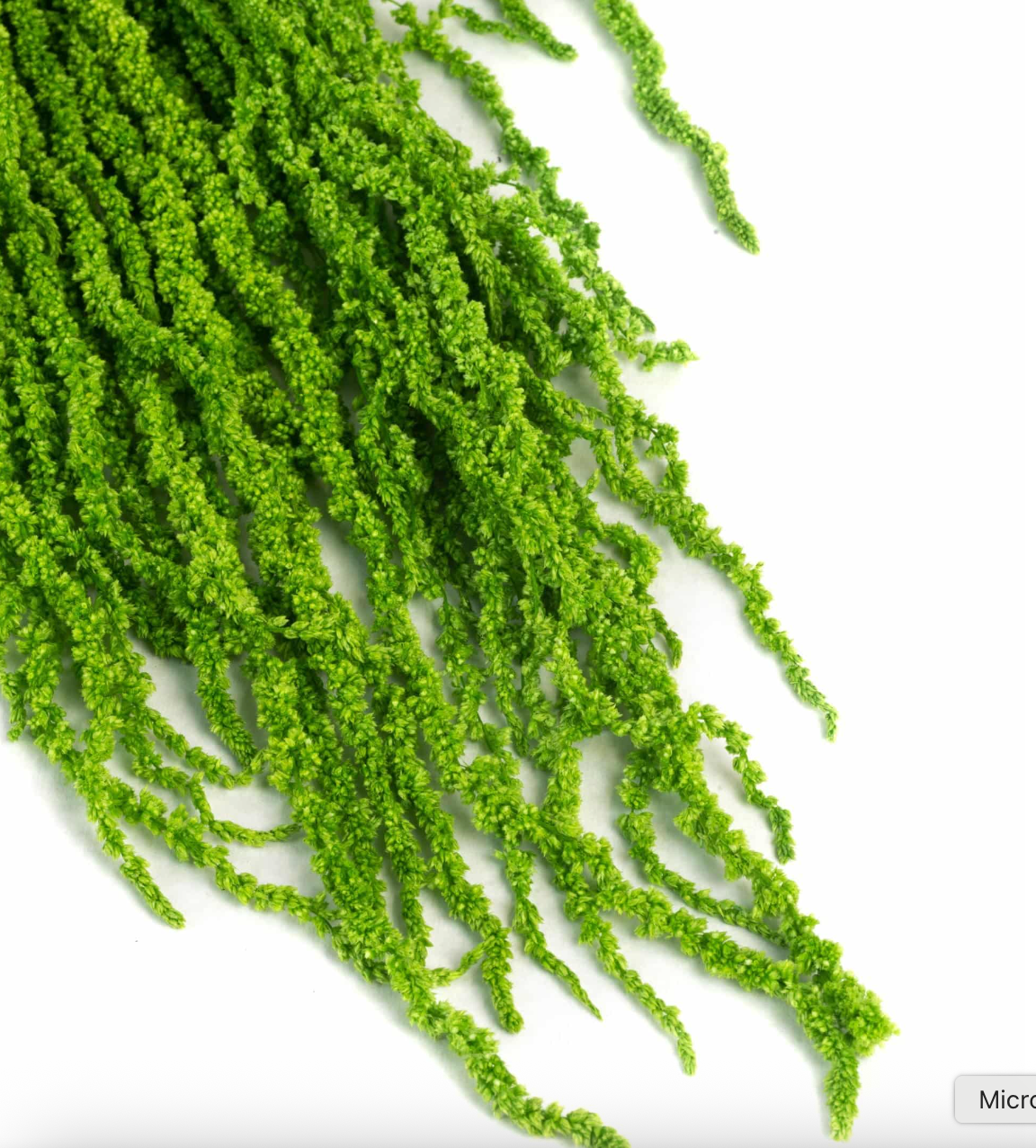 Amaranthus