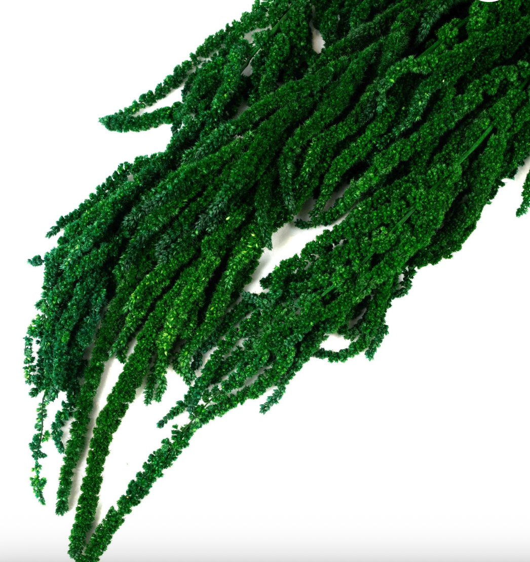 Amaranthus