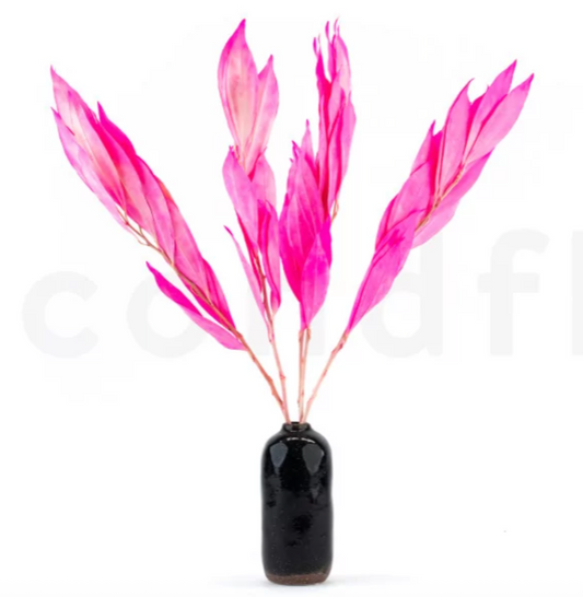 Preserved Cocculus - Neon Pink