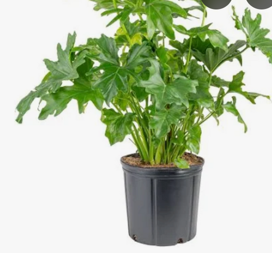 Cutleaf Philodendron