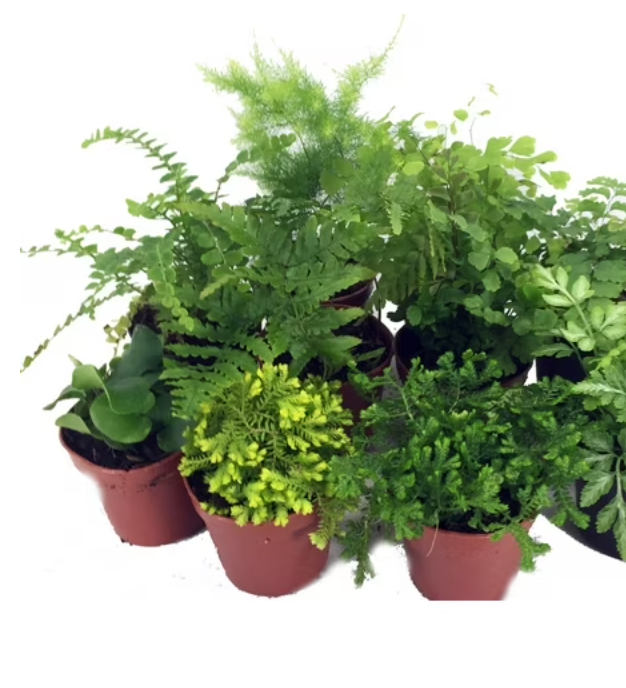 Fern Assorted