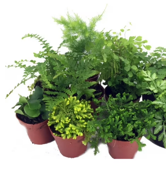 Fern Assorted