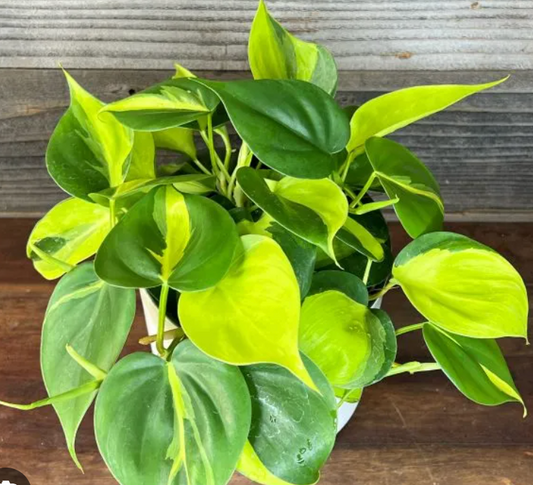 Basil Philodendron