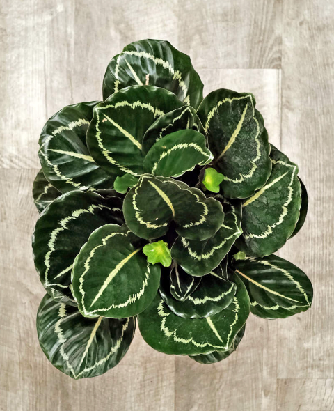 Calathea Jungle Rose