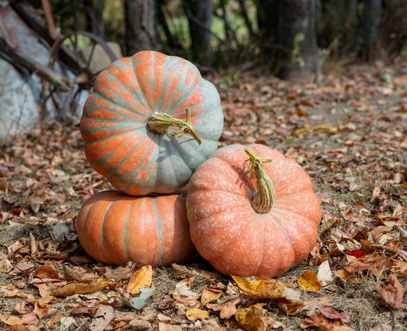 Pumpkins