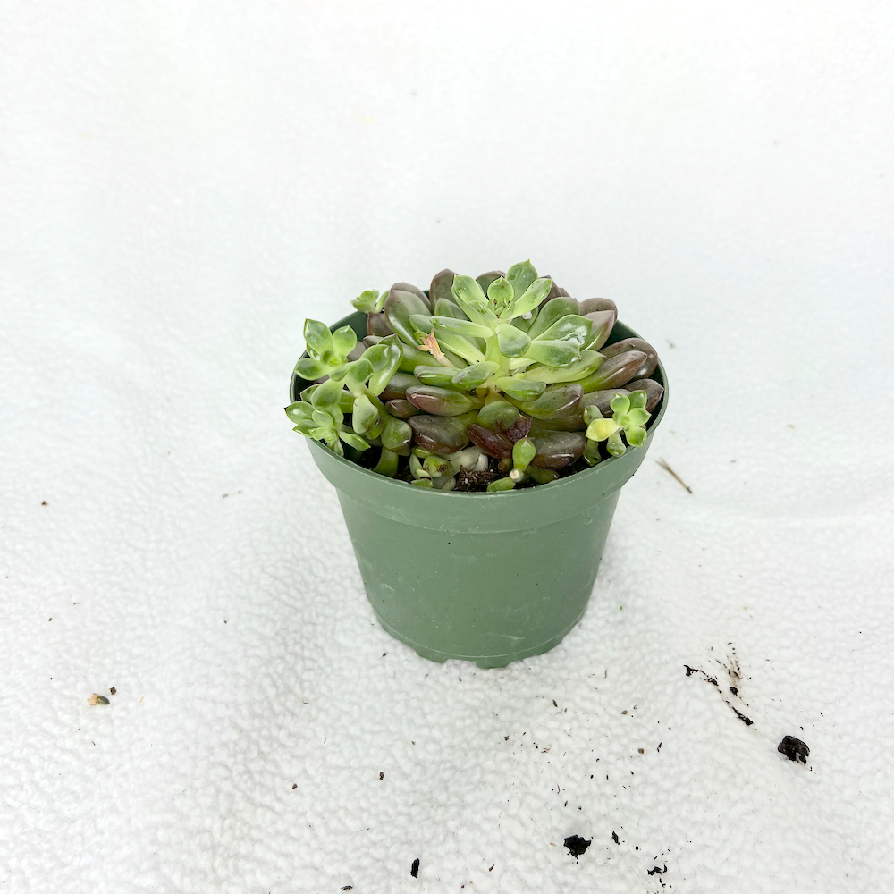 Succulents | 4" Pot | Succulent House Plant