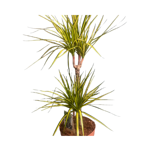 Dracaena