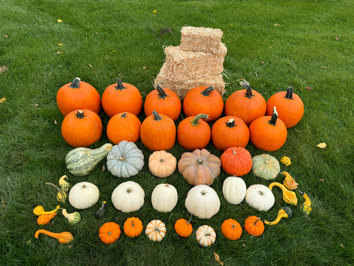 The Harvest Bundle | Pumpkin Decor Indy