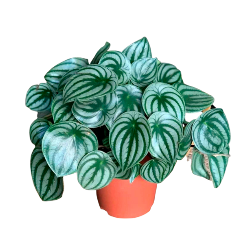 Watermelon Peperomia