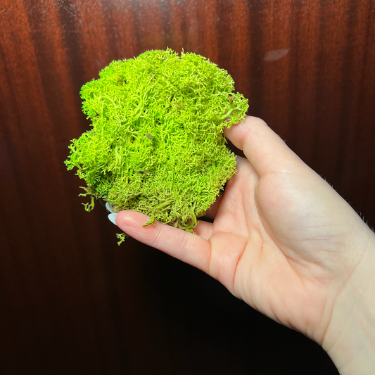 Reindeer Moss | Chartreuse Moss | Preserved Moss