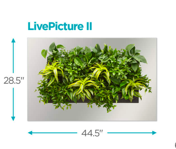 Live Picture II | Living Wall | DIY Plant Wall
