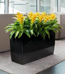 Rectangle Planter - Cararo Planter