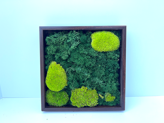 Moss Art | Small Square | Moss Wall Decor