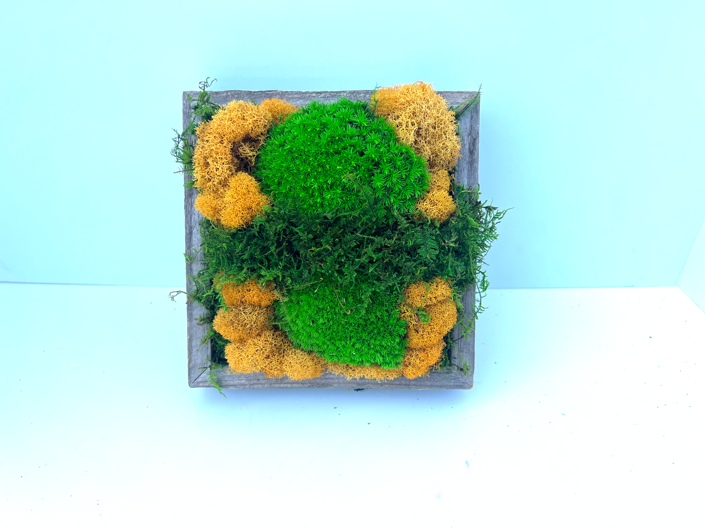 Moss Art - Small Square