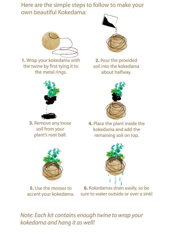 Kokedama Kit Succulent | DIY Succulent Kit