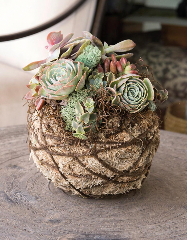succulent garden indoor kit Kokedama Kit Succulent