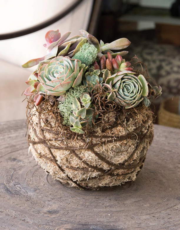 Kokedama Kit Succulent | DIY Succulent Kit