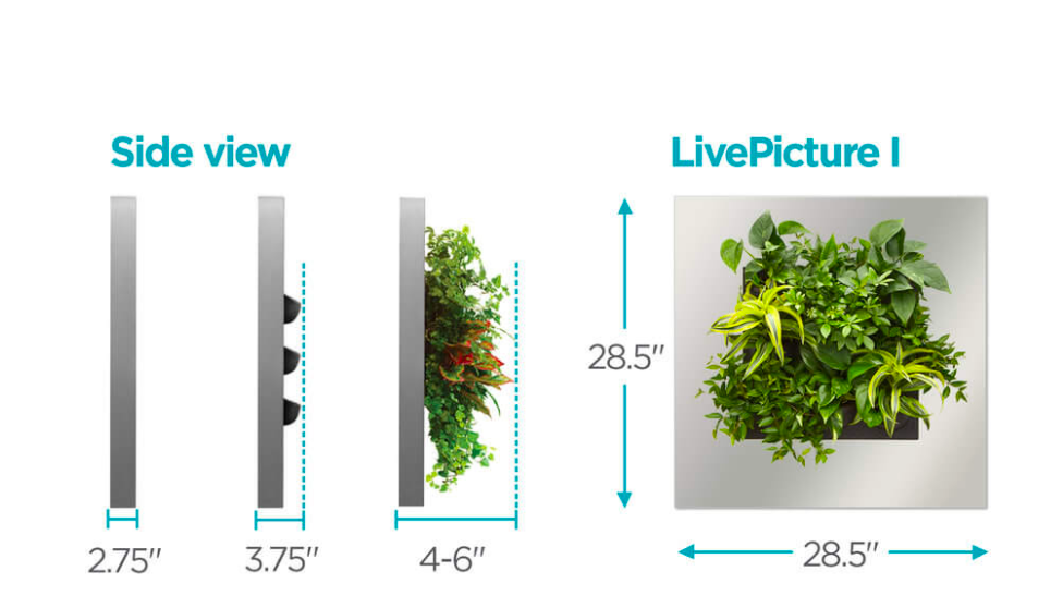 Live Picture I | Living Wall | DIY Plant Wall